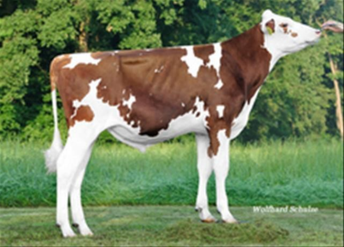 Д.В.Деко Ред