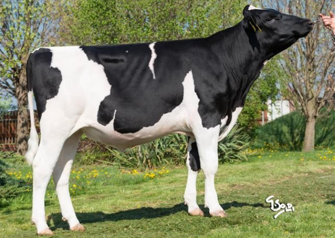 Г.Ф.Сорренто Ет